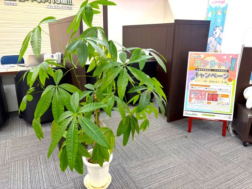 プラッセだいわ川内店　店舗写真